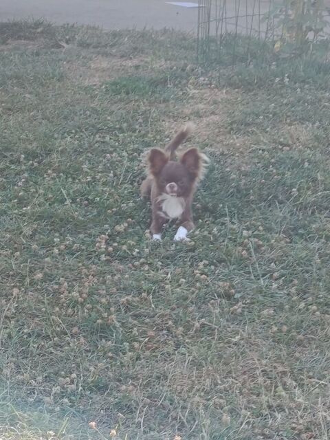 Femelle chihuahua  1200 38270 Beaurepaire