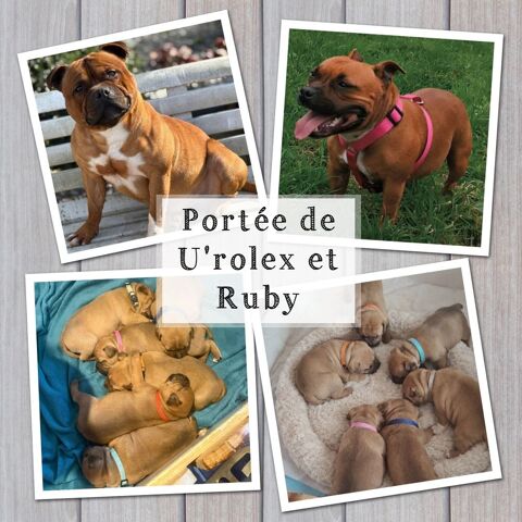 Staffordshire Bull terrier lof 1500 76210 Nointot