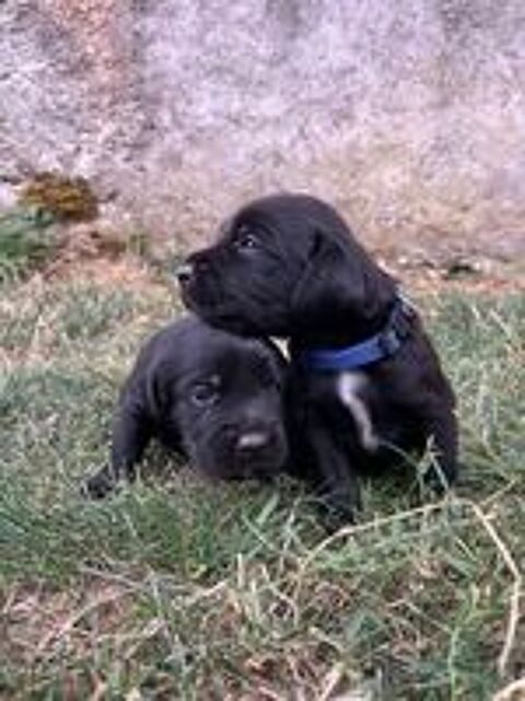   Chiots 