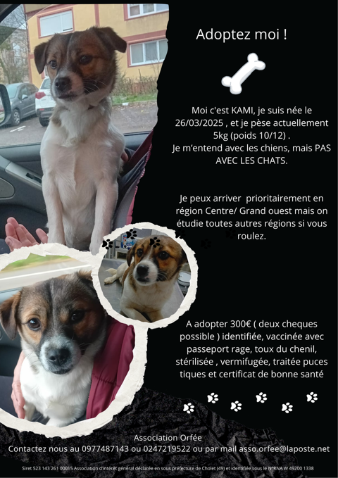 KAMI petite croisée née le 26/03/2025 300 72600 Mamers
