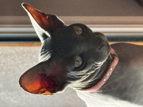 Chaton type sphynx  900 14400 Saint-vigor-le-grand