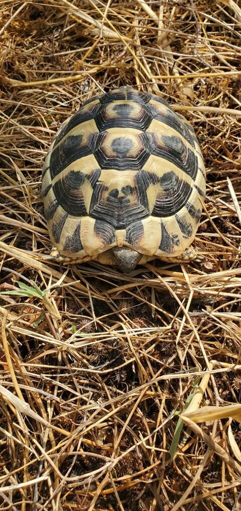 Tortue terre m&acirc;le 100 30250 Aspères