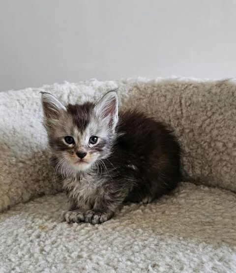 Chaton maine coon Loof m&acirc;les et femelles 1700 77640 Jouarre