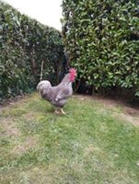  Coq coucou de rennes  