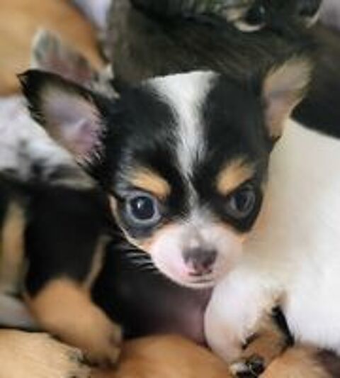   chihuahuas poils longs 