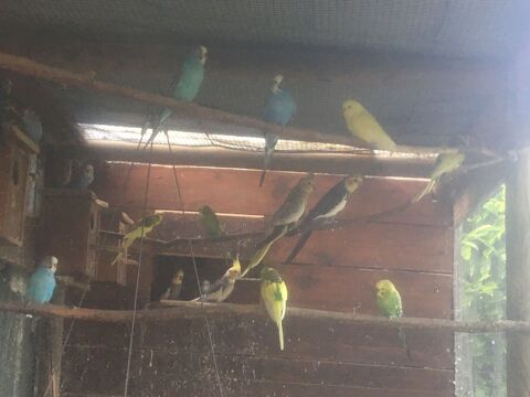 perruches ondul&eacute;es 10 71240 Sennecey-le-grand