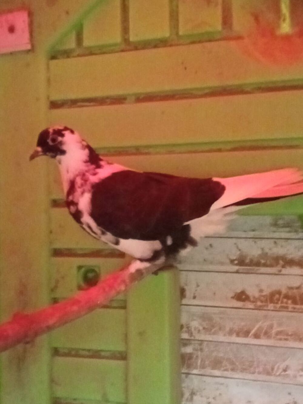   Pigeon Pakistan  