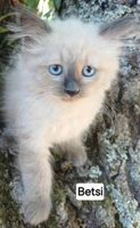   Chaton sibérien LOOF femelle  