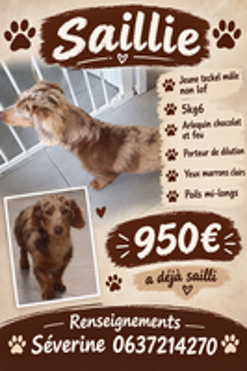   Saillie mâle teckel nain arlequin chocolat et feu non lof 