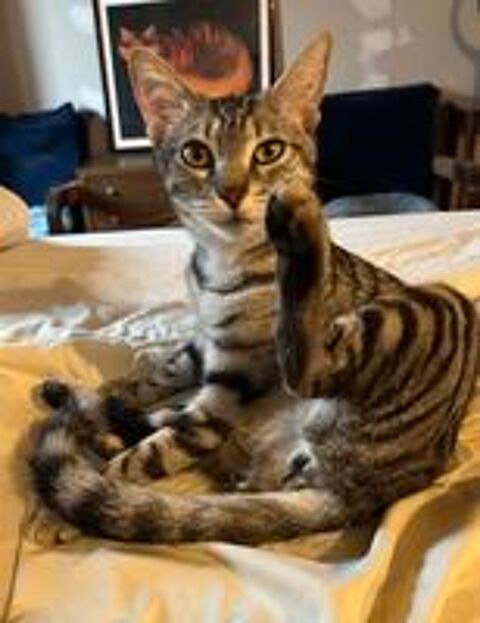  Zelda une jeune chatte parfaite ! 