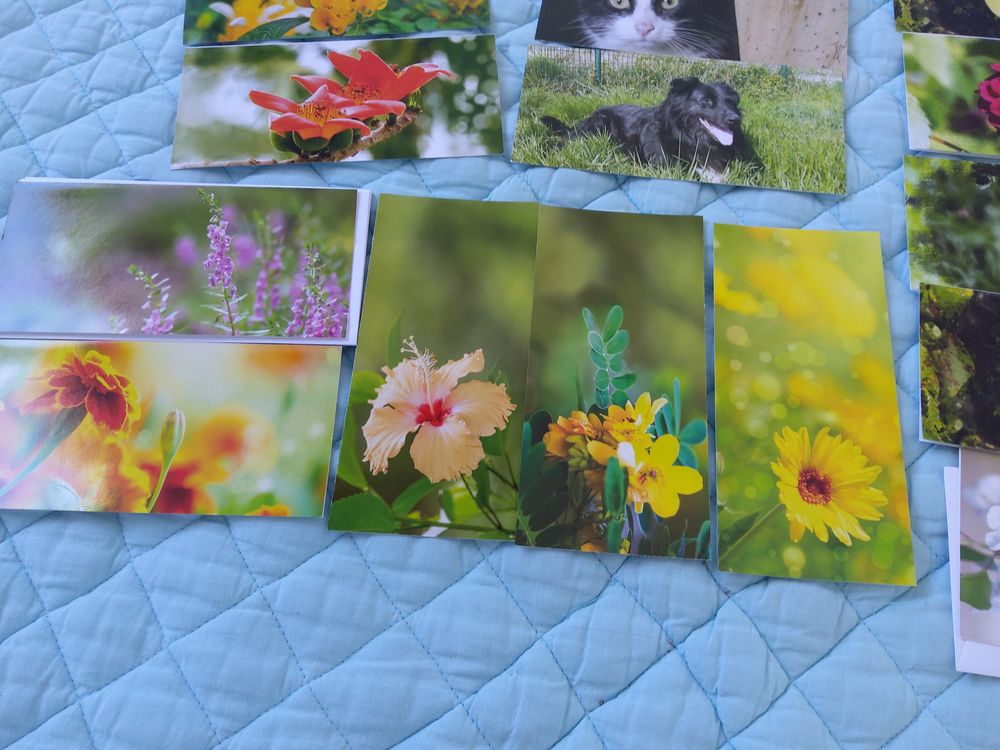 CARTES fleurs et animaux Décoration