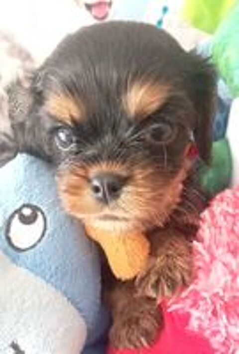   Jolis bb cavalier king charles lof disponibles !! 