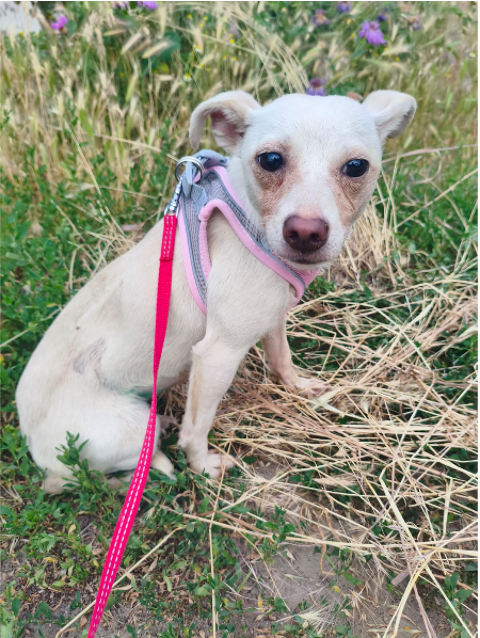 A L'ADOPTION LINA 0 75018 Paris
