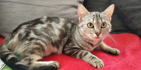 Adoption Chat Chaton Dans Le Nord Pas De Calais Annonces De Chats Et Chatons A Adopter Page 3 Page 3