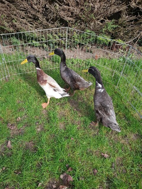 Canard coureur indien uniquement male :-) 20 77540 Courpalay