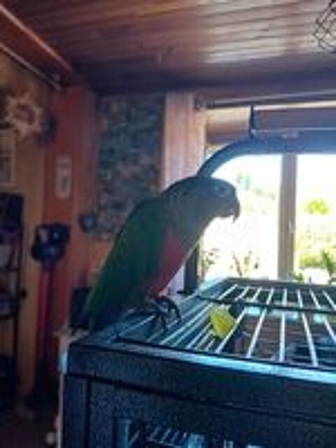   Cornure male 2 ans 
