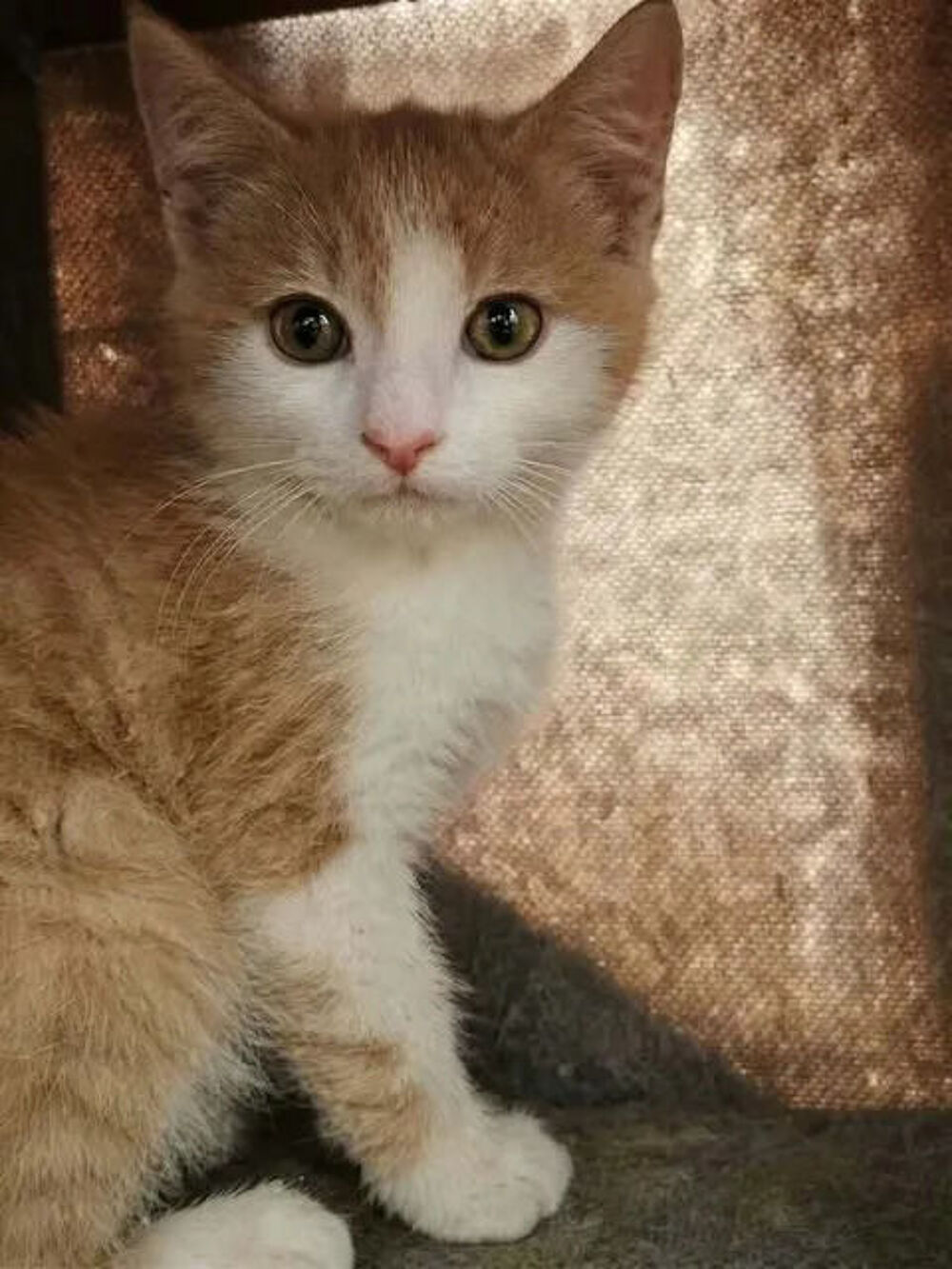   Jerry chaton roux et blanc 2mois cherche famille 