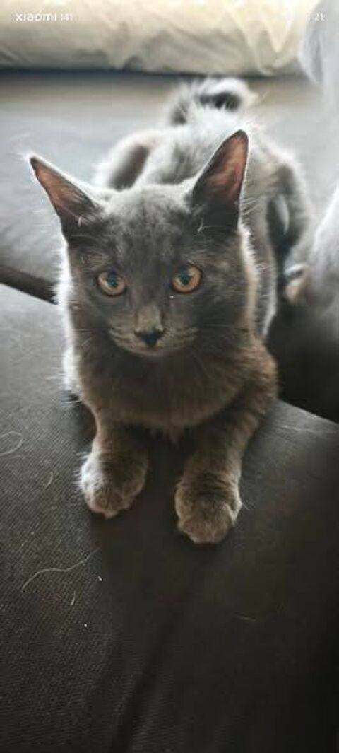 Chat BLITZ &agrave; l adoption 220 07130 Saint-romain-de-lerps