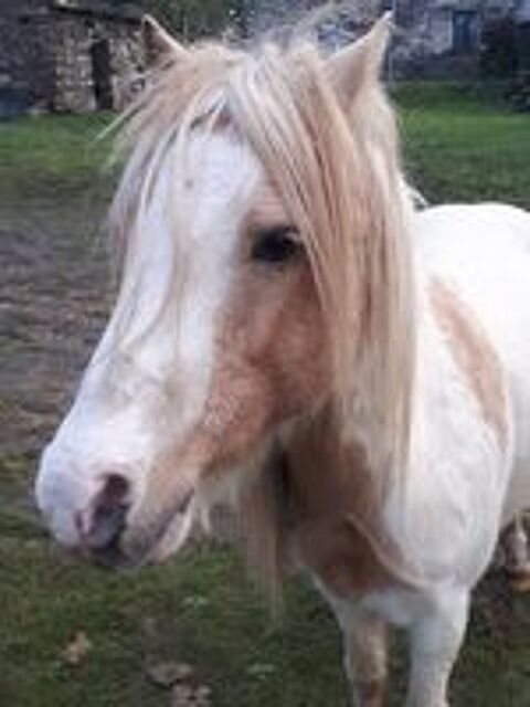   Eldo, poney Welsh à adopter 