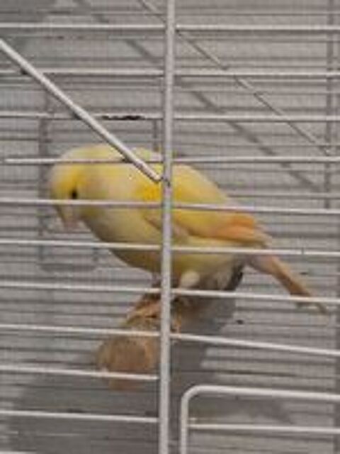   Couples de canaris 