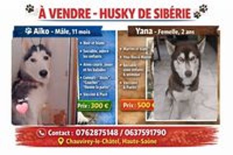   Husky de siberie 
