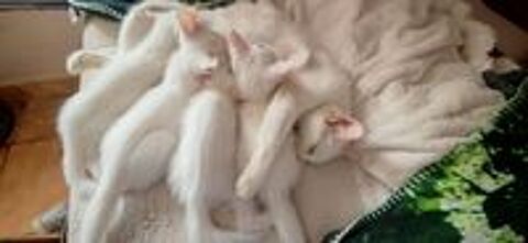   Chaton à l'adoption  