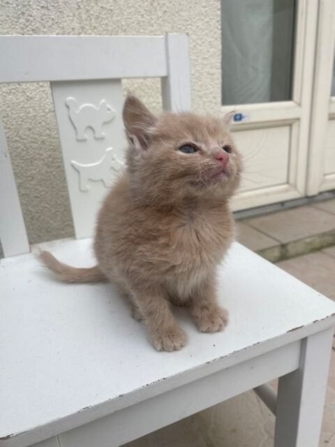 Chatons 390 93200 Saint-denis