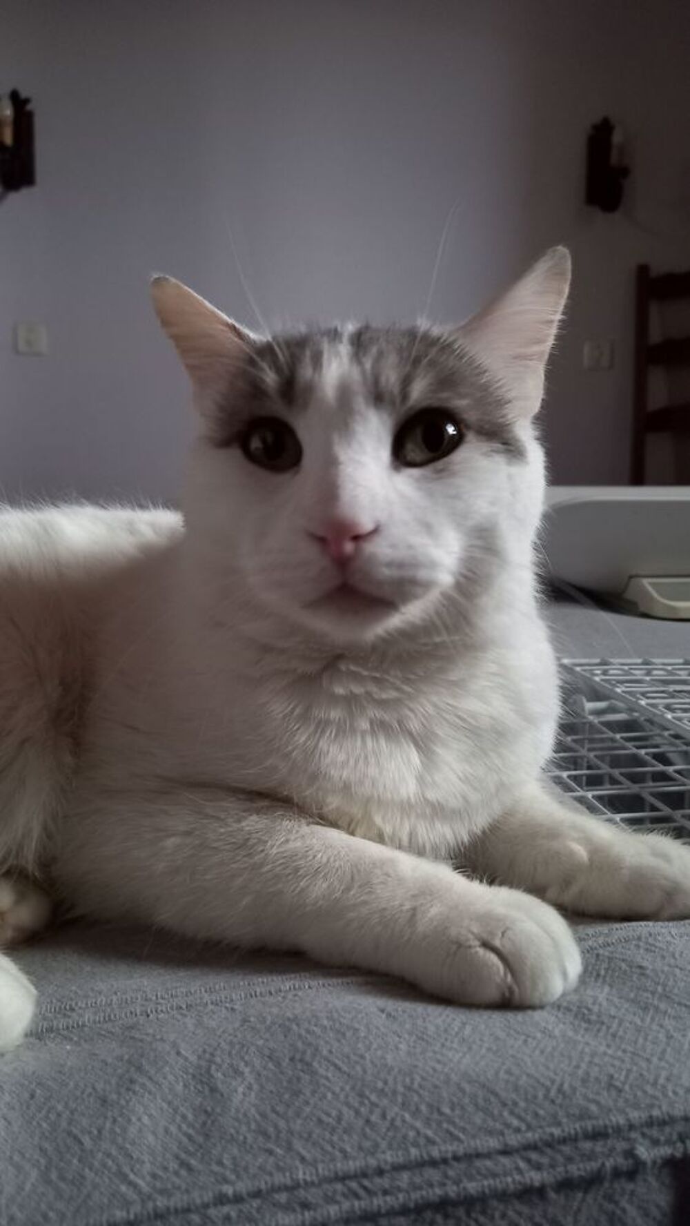   VICTOR 