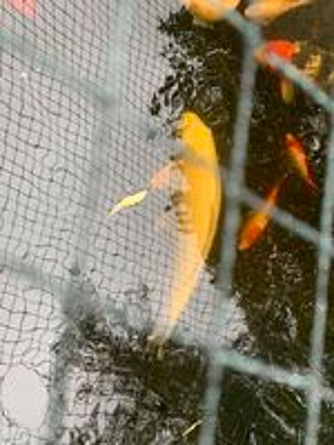   Grandes carpes Koi  