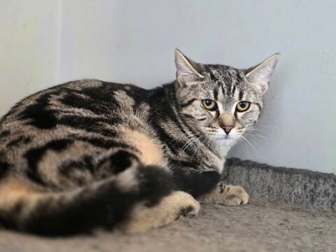 ZINNIA 210 60000 Beauvais