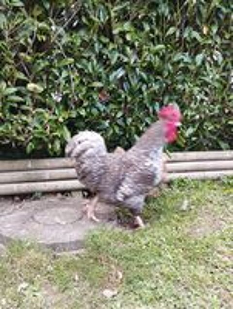   Coq coucou de rennes  