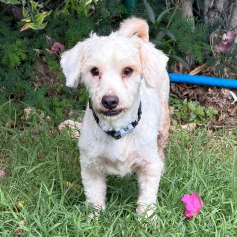 ✨️ SAFI ✨️ 🐶 350 77100 Mareuil-l�s-meaux