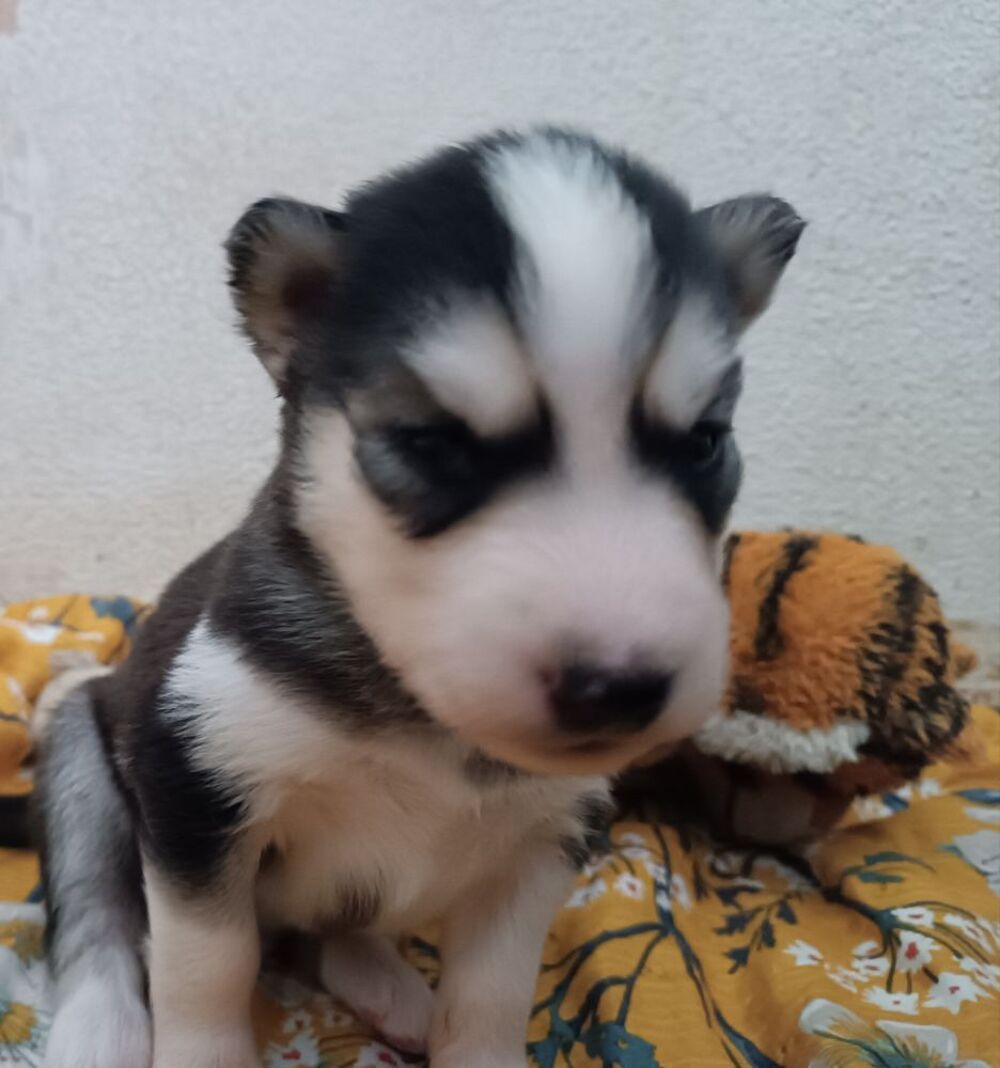   Chiot husky de Sibérie  