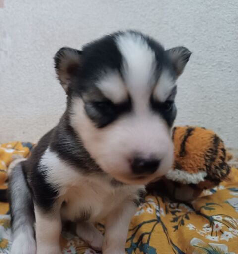 Chiot husky de Sib&eacute;rie 750 25000 Besançon