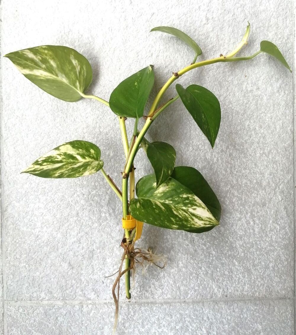 Pousses de plante, lierre d'int&eacute;rieur Philodendron Jardin