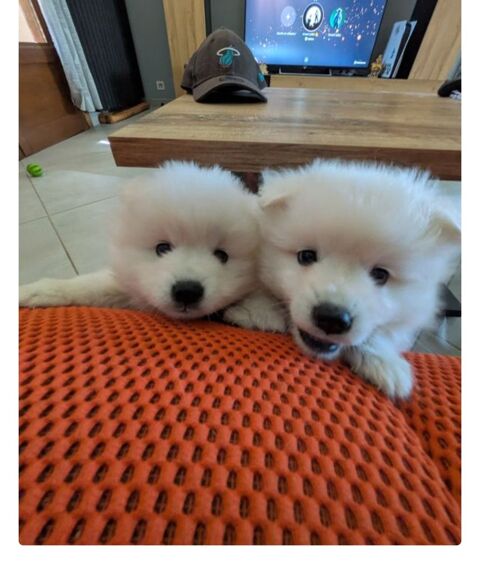 Chiots spitz japonais disponibles 1200 03310 Saint-genest