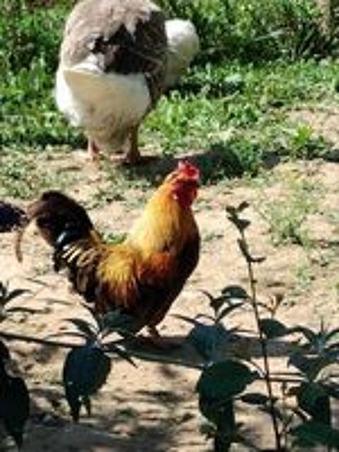   NUGGETS, beau coq nain à adopter via l'association UMA  