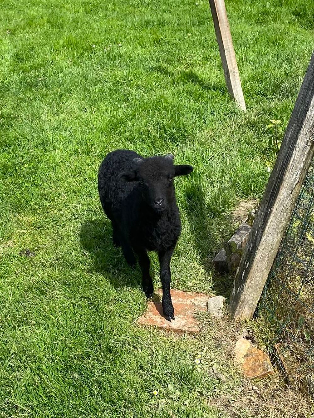   Mouton d'ouessant  