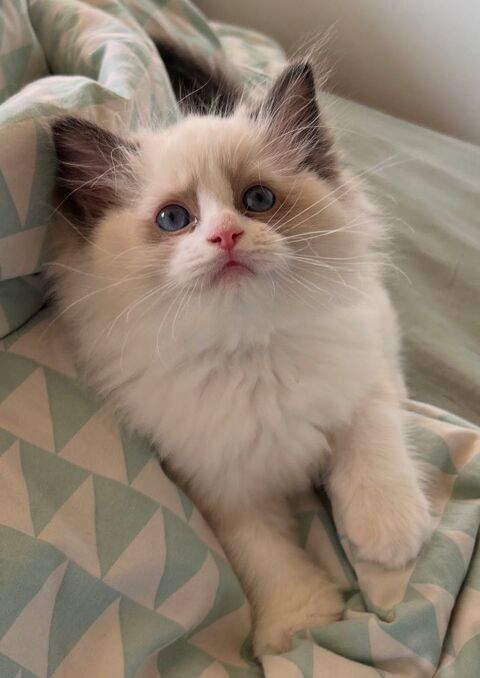 Magnifique femelle Ragdoll LOOF 1500 93150 Le blanc-mesnil