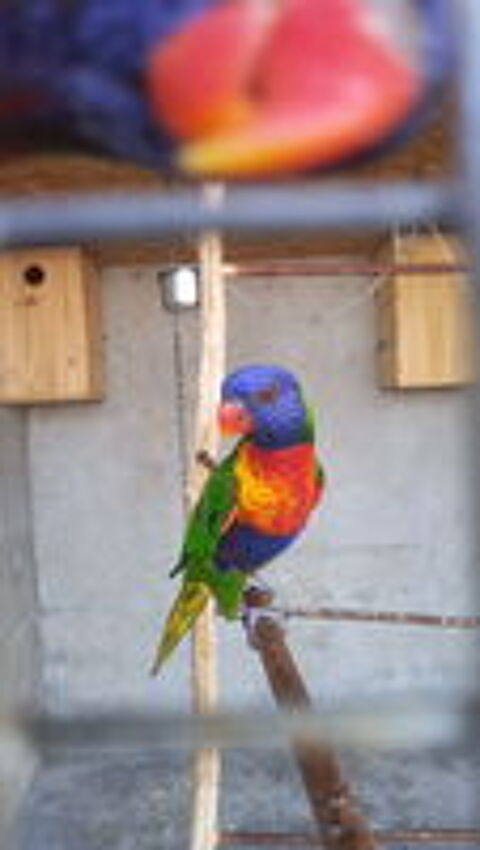   loriquet de swainson 