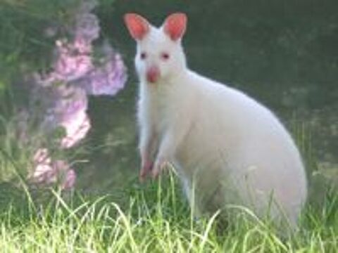  Jeune Mâle Wallaby de Bennett Blanc
