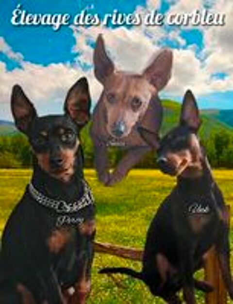   À réserver chiot pinscher nain 
