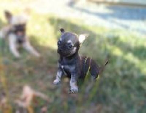   Femelle Chiot Chihuahua 