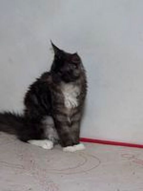   Tres beau maine coon 5 mois male. 
