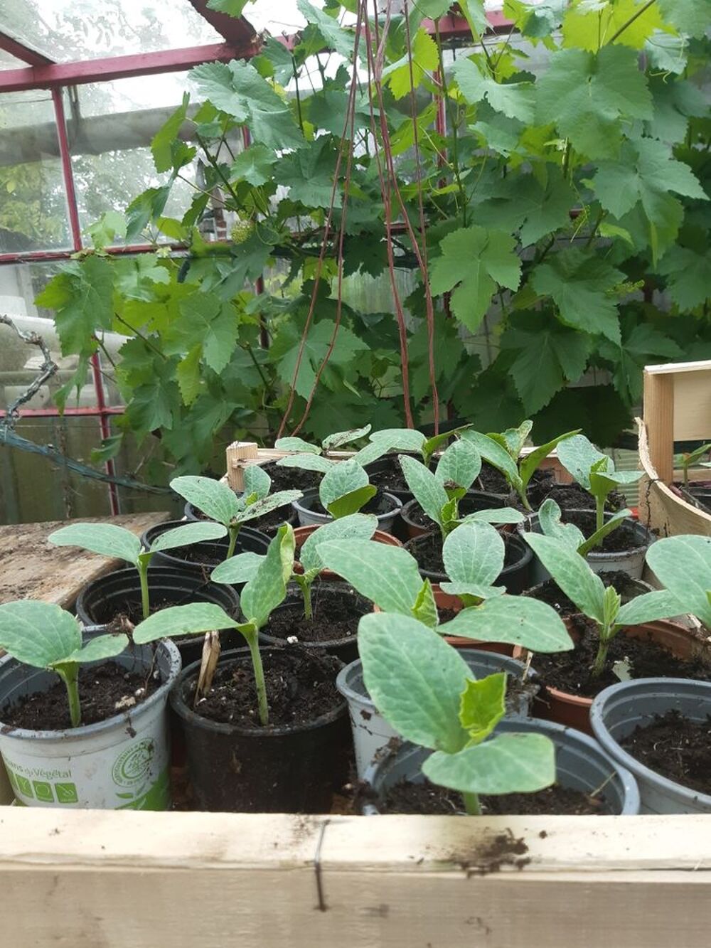 plants de l&eacute;gumes Jardin