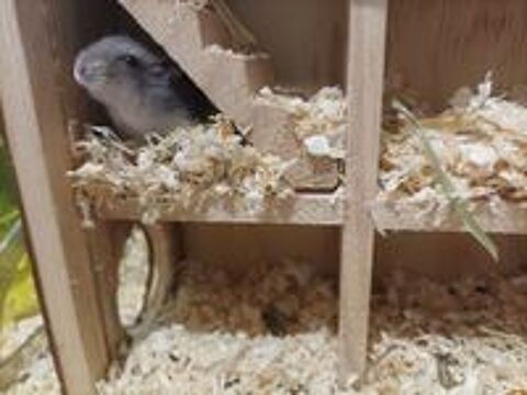   Jeune hamster russe  