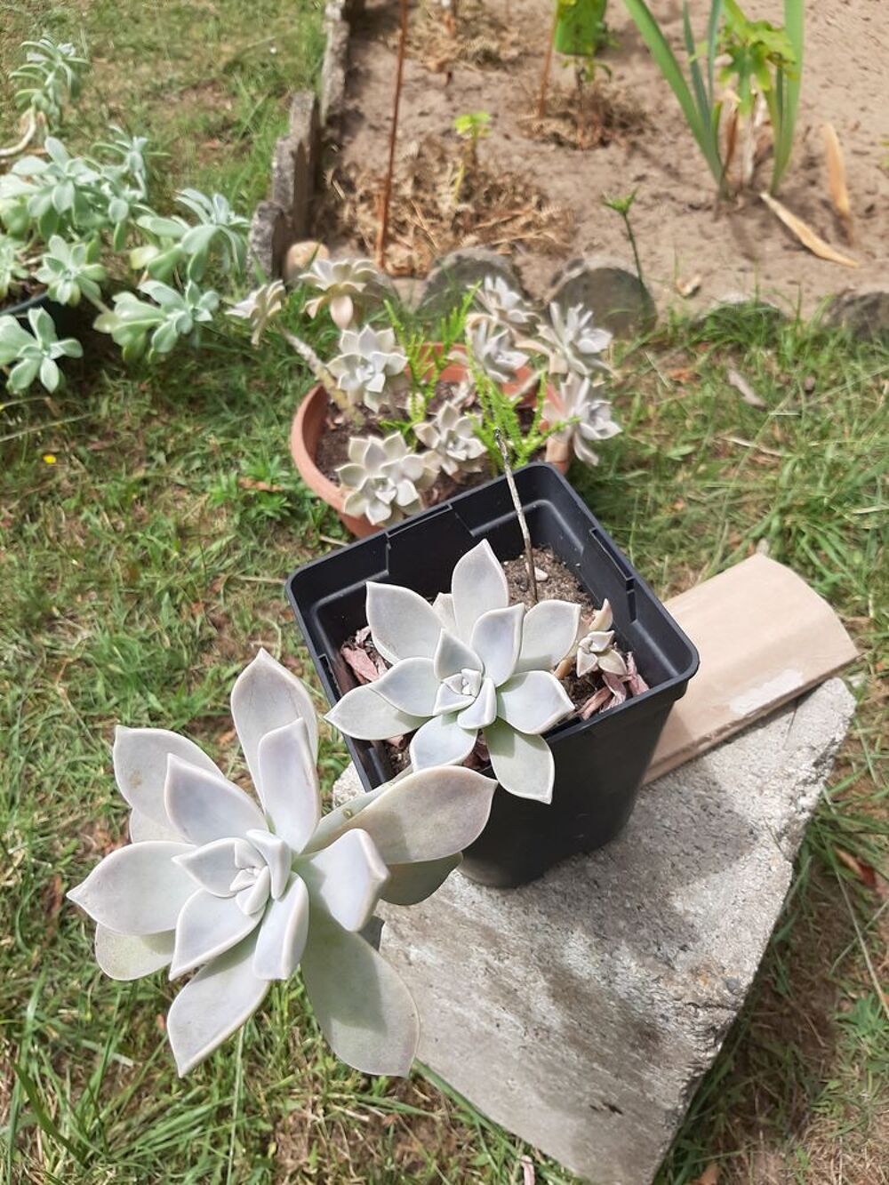 BEGONIA plante grasse -PORCELAINE succulente- SEDUM Palmeri Jardin