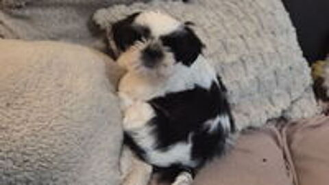   Bb shih tzu LOF au grau d' agde 0% consanguinité  