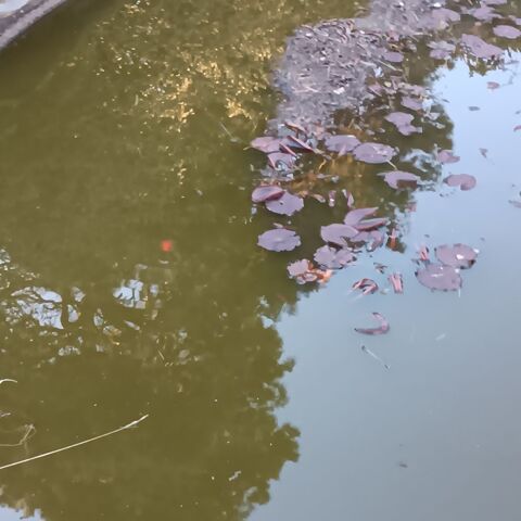 Petits poissons rouges 0 43590 Beauzac