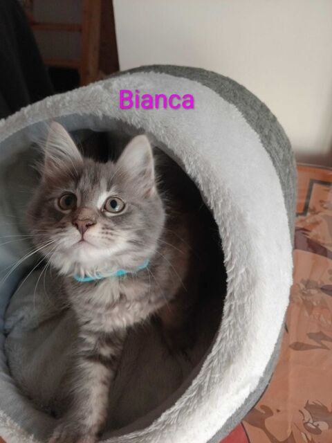 A r&eacute;server chaton Maine Coon LOOF 1000 47300 Villeneuve-sur-lot
